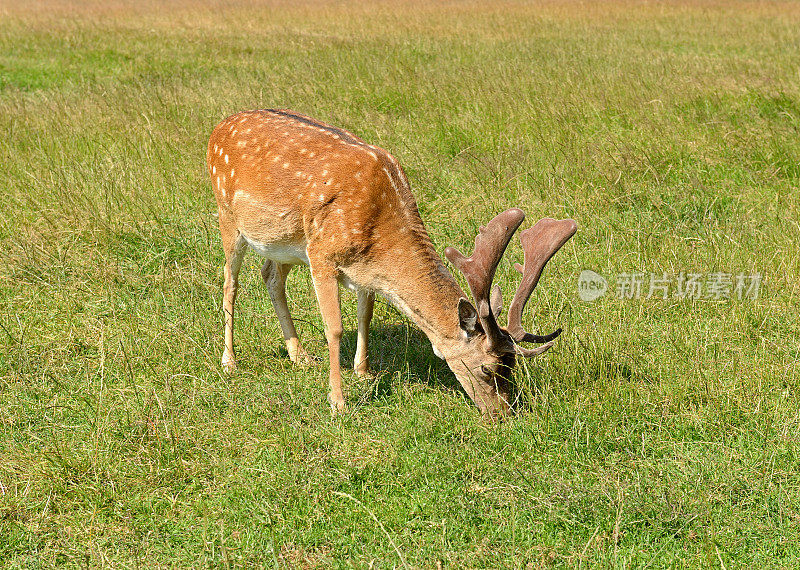 梅花鹿(Cervus nippon，也被称为花斑鹿或日本鹿)吃草